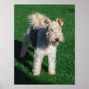 Search for welsh terrier art Cute