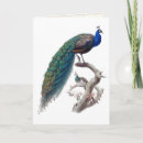 Search for pair cards Birds