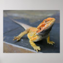 Search for bearded dragon posters Beardie