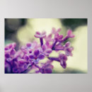 Search for common posters Photography