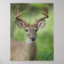 Search for odocoileus posters White tailed deer
