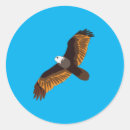 Search for flying eagle stickers Illustration