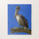 Search for pelican puzzles Photography