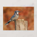 Search for blue jay postcards Birding