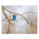 Search for kingfish photography Nature