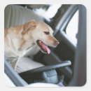 Search for labrador retriever stickers Vertical