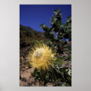 Search for bizarre posters Colour