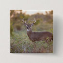 Search for odocoileus accessories One animal