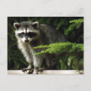Search for visitor postcards Wildlife