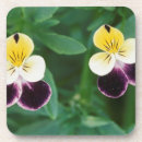Search for jump coasters Flower