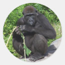 Search for gorillas stickers Nature