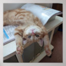 Search for blue ginger posters Cat