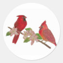 Search for redbird Animals