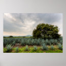 Search for agave posters Tequila drink