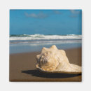 Search for seashell pictures magnets Waves