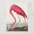 Search for john audubon postcards Flamingo