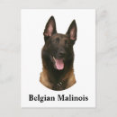 Search for malinois postcards Belgian
