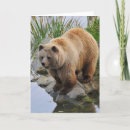 Search for cuddly bear cards Wildlife