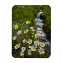 Search for cathy magnets Gordon illg