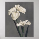 Search for white iris art Photography