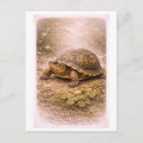 Search for turtle drawing postcards Illustration