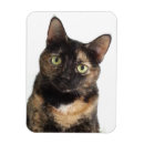 Search for tortoiseshell magnets Kitty