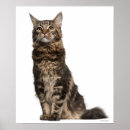 Search for coon posters Animals