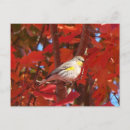 Search for warbler postcards Nature