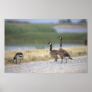 Search for geese posters Birds