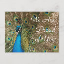 Search for proud postcards Peacock