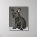 Search for french bulldog canvas prints Puppy