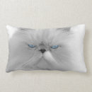 Search for evil cat Adorable