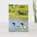 Search for loon North america