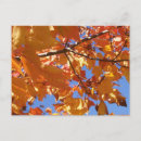 Search for leaf fall postcards Sky