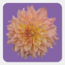 Search for dahlia stickers Botanical