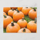 Search for pumpkin image postcards Photography