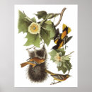 Search for oriole posters Illustration