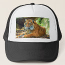 Search for tigers in hats For him