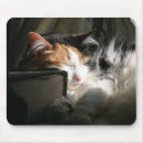 Search for long haired cat mousepads Calico