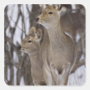 Search for doe stickers Deer