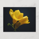 Search for yellow blossoms postcards Floral