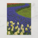 Search for blue hyacinth postcards Holland