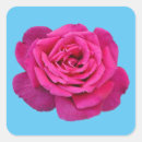 Search for beautiful pink rose stickers Garden