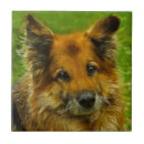 Search for mans tiles Mans best friend