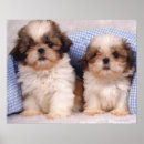 Search for shih tzu puppy posters Animal