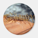 Search for antennae magnets Bug