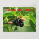 Search for mulberry postcards Fruit