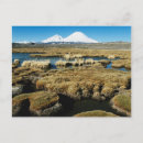 Search for altiplano postcards Chile