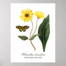 Search for vintage botanical sunflower posters Yellow flowers