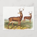 Search for black tailed postcards Deer